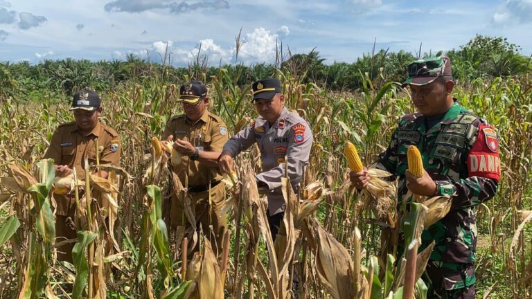 Panen Jagung Desa Bumi Asih, Dukung Swasembada Pangan 2025