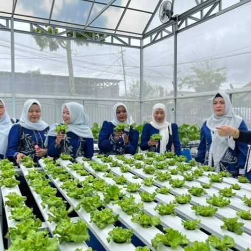 Ibu-Ibu Wajib Tahu! Greenhouse PKK HSS Jadi Contoh Ketahanan Pangan Keluarga
