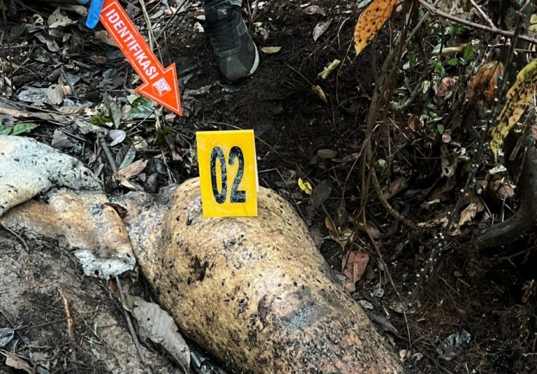 Sadis! Gajah Sumatra Ditemukan Tanpa Kepala di Riau, Diduga Ditembak Pakai Senpi Rakitan