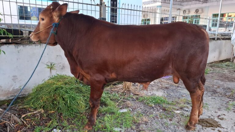 PT Baramarta Tebar Ratusan Paket Daging Kurban untuk Warga Martapura