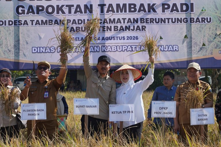 Panen Padi di Beruntung Baru Tembus 4,6 Ton per Hektare, Banjar Perkuat Ambisi Jadi Lumbung Pangan
